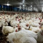 Indonesia akan membangun peternakan unggas terintegrasi untuk mendukung program MBG