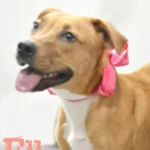 Mengadopsi hewan peliharaan dari Western Arizona Humane Society