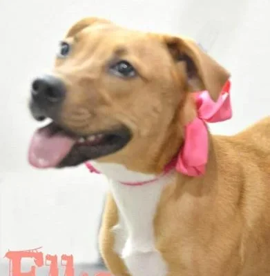 Mengadopsi hewan peliharaan dari Western Arizona Humane Society