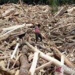 Indonesia akan menyelidiki peran penebangan hutan dalam banjir Sumatra yang mematikan