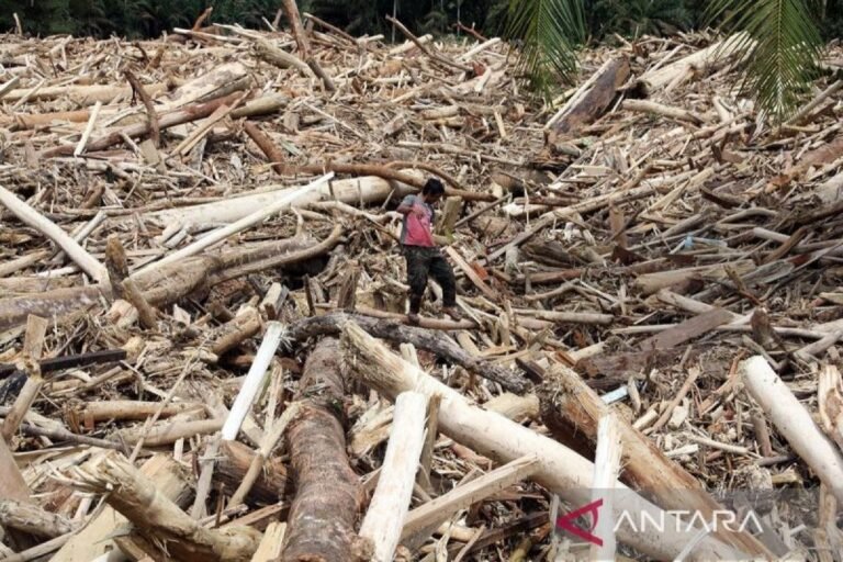 Indonesia akan menyelidiki peran penebangan hutan dalam banjir Sumatra yang mematikan