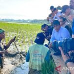 Indonesia memulai pemulihan lahan sawah secara besar-besaran setelah banjir.
