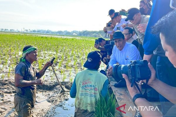 Indonesia memulai pemulihan lahan sawah secara besar-besaran setelah banjir.