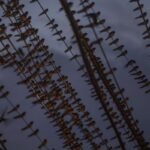 Indonesia memperingatkan tentang risiko virus Nipah yang dibawa oleh burung migran dan kelelawar.