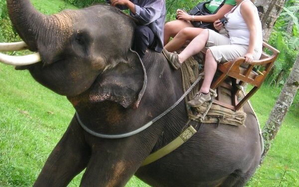 Kebun Binatang Bali, Indonesia, melarang wisatawan menunggang gajah di tengah meningkatnya tekanan dari kelompok-kelompok pembela hak-hak hewan