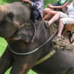 Kebun Binatang Bali, Indonesia, melarang wisatawan menunggang gajah di tengah meningkatnya tekanan dari kelompok-kelompok pembela hak-hak hewan