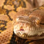 Ibu ditemukan tertelan utuh di dalam ular piton raksasa setelah mengalami kematian yang mengerikan