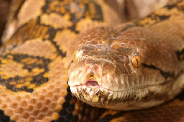 Ibu ditemukan tertelan utuh di dalam ular piton raksasa setelah mengalami kematian yang mengerikan