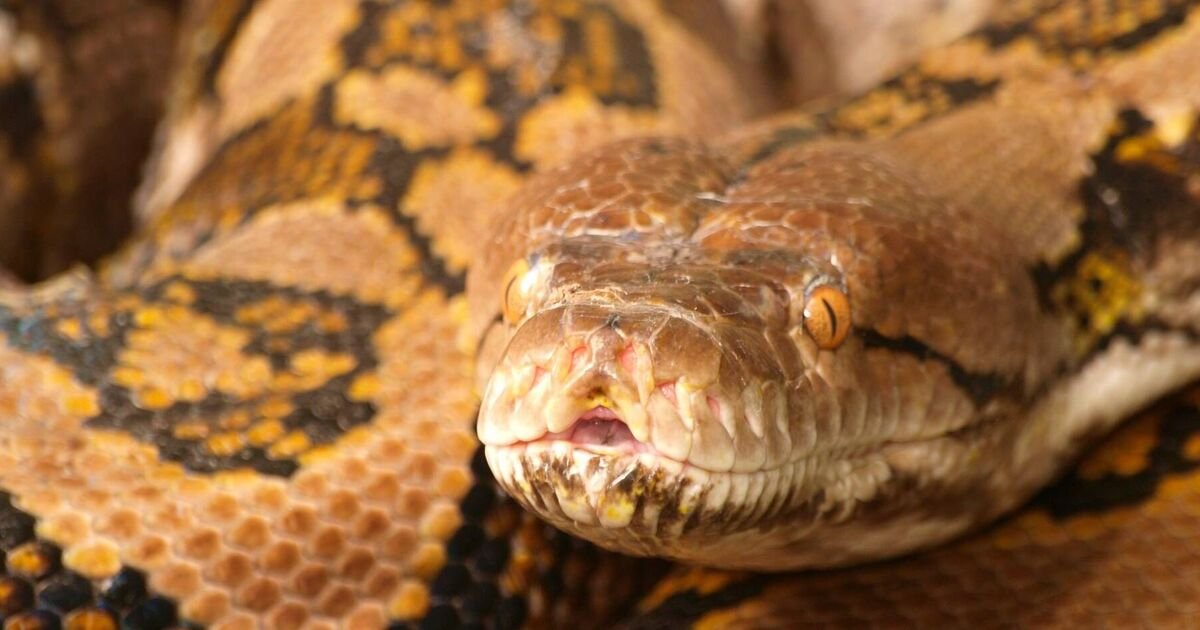 Ibu ditemukan tertelan utuh di dalam ular piton raksasa setelah mengalami kematian yang mengerikan