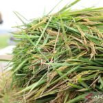 Indonesia siap menghadapi El Niño berkat kelebihan produksi beras: kata menteri