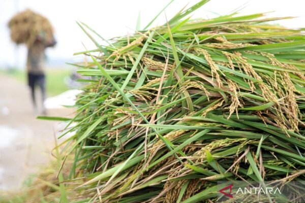 Indonesia siap menghadapi El Niño berkat kelebihan produksi beras: kata menteri