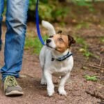 Mengapa hewan peliharaan kini lebih penting dari sebelumnya