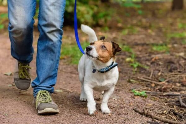 Mengapa hewan peliharaan kini lebih penting dari sebelumnya