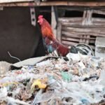 Sampah plastik meracuni rantai makanan di Indonesia. Tingkat dioksin, PFOS, dan bahan kimia terlarang lainnya yang mengkhawatirkan ditemukan dalam telur yang diambil sampelnya di dekat lokasi-lokasi penumpukan sampah plastik di Indonesia