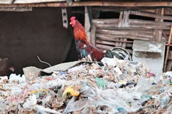 Sampah plastik meracuni rantai makanan di Indonesia. Tingkat dioksin, PFOS, dan bahan kimia terlarang lainnya yang mengkhawatirkan ditemukan dalam telur yang diambil sampelnya di dekat lokasi-lokasi penumpukan sampah plastik di Indonesia