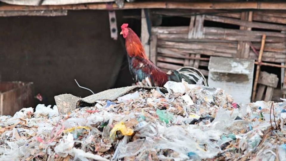 Sampah plastik meracuni rantai makanan di Indonesia. Tingkat dioksin, PFOS, dan bahan kimia terlarang lainnya yang mengkhawatirkan ditemukan dalam telur yang diambil sampelnya di dekat lokasi-lokasi penumpukan sampah plastik di Indonesia