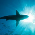 Seorang wanita asal Michigan dimangsa hiu saat berlibur di Indonesia