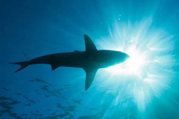 Seorang wanita asal Michigan dimangsa hiu saat berlibur di Indonesia