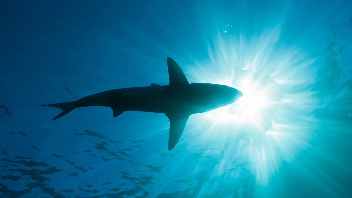 Seorang wanita asal Michigan dimangsa hiu saat berlibur di Indonesia