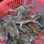 Keputusan terbaru MMPA melarang ekspor kepiting renang Filipina ke AS, namun memberikan lampu hijau bagi Vietnam, Indonesia, dan Sri Lanka