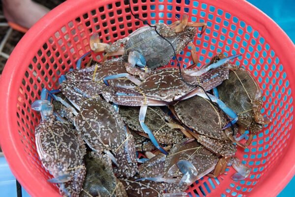 Keputusan terbaru MMPA melarang ekspor kepiting renang Filipina ke AS, namun memberikan lampu hijau bagi Vietnam, Indonesia, dan Sri Lanka
