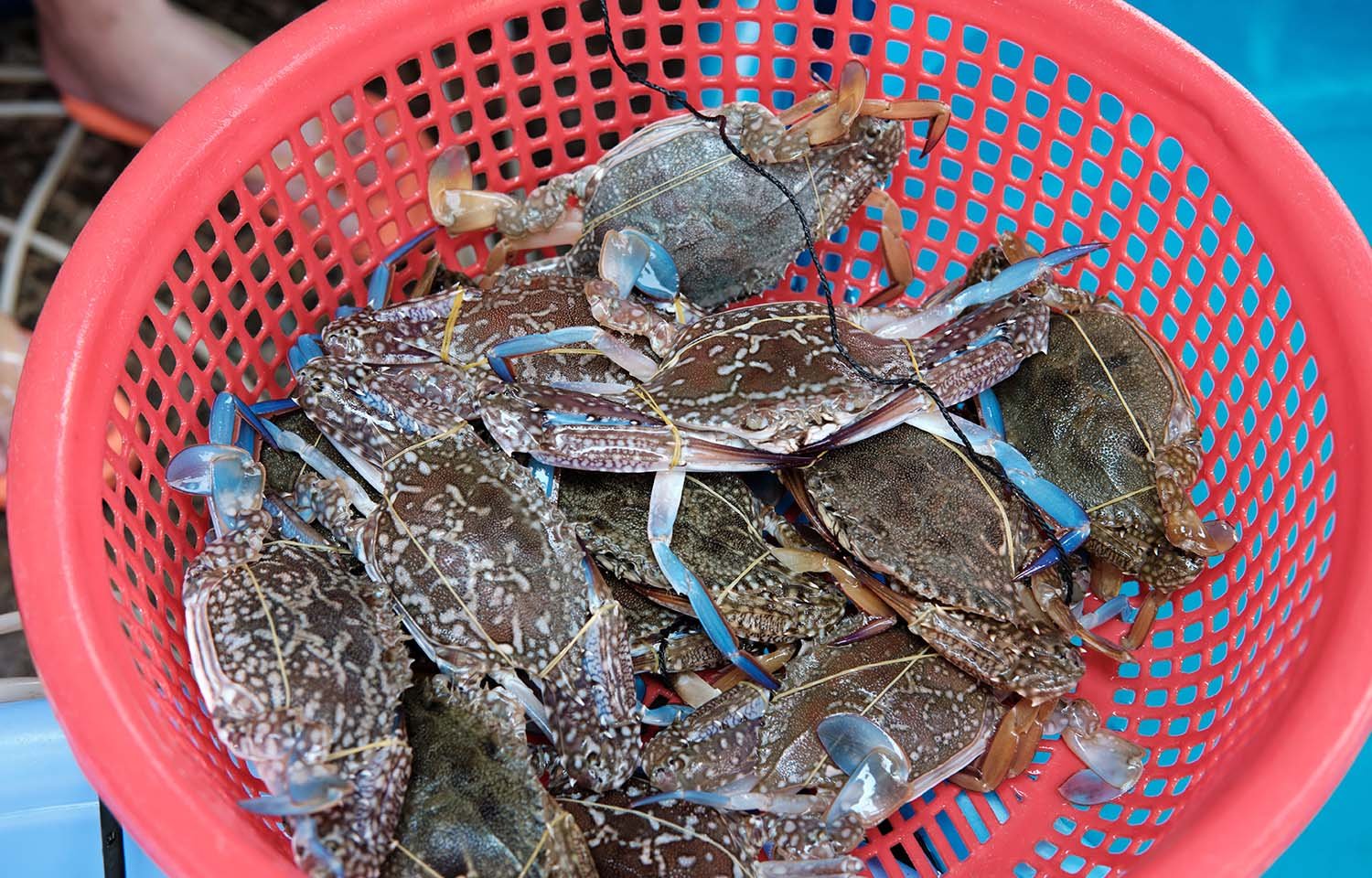 Keputusan terbaru MMPA melarang ekspor kepiting renang Filipina ke AS, namun memberikan lampu hijau bagi Vietnam, Indonesia, dan Sri Lanka